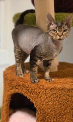 Devon Rex katerjte kittens Beschikbaar, Kater, Gechipt, 0 tot 2 jaar