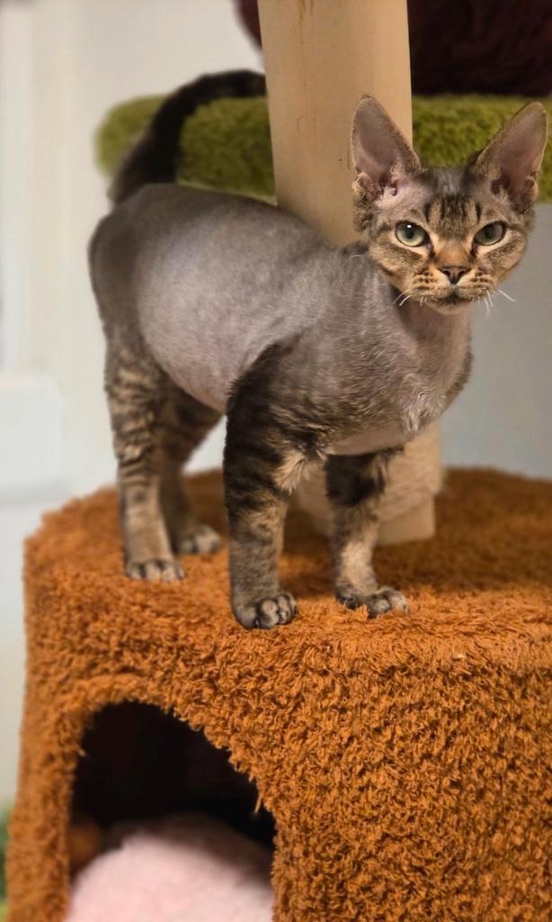 Devon Rex katerjte kittens Beschikbaar, Dieren en Toebehoren, Katten en Kittens | Raskatten | Korthaar, Kater, 0 tot 2 jaar, Gechipt