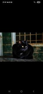 Super lieve kat op zoek naar gouden huisje!, Dieren en Toebehoren, Katten en Kittens | Raskatten | Korthaar, Poes