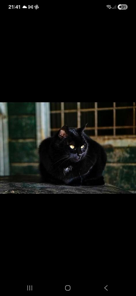 Super lieve kat op zoek naar gouden huisje!, Dieren en Toebehoren, Katten en Kittens | Raskatten | Korthaar, Poes