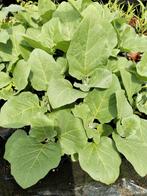 Surinaamse Aubergine ( bhata) planten 2,50 per stuk., Volle zon, Groenteplanten, Eenjarig, Ophalen of Verzenden