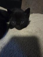 Kittens, Dieren en Toebehoren, Katten en Kittens | Overige Katten, Meerdere dieren, Kortharig, 0 tot 2 jaar