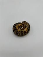 1.0 piebald het axanthic VPI - Python regius, Dieren en Toebehoren, Reptielen en Amfibieën