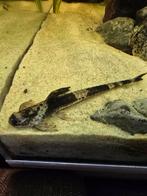 Alg eter weet niet welke het is, Ophalen, Plant(en), Steen of Hout