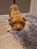 Prachtige American Bully pup!, 8 tot 15 weken, Bulldog, Meerdere, Meerdere dieren