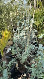 Eucalyptus twee soorten hoog 100 cm prijs 9,95 op is op, Volle zon, Vaste plant, Bloeit niet, Ophalen
