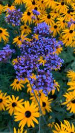 Verbena ijzerhard stekjes te koop, Ophalen, Zomer, Overige soorten, Volle zon