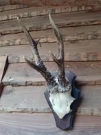 Vintage gewei reebok ree 1973 stangetjes trofee, Verzamelen, Ophalen of Verzenden, Gebruikt, Hert, Gewei of Kop