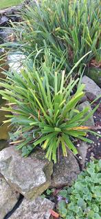 Rietplant - Sterke tuinplant met pluimen, Ophalen, Vaste plant, Siergrassen, Halfschaduw