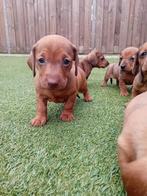 Kaninchen/ dwergteckel pupjes kortharig, 8 tot 15 weken, Korthaar, Dwerg, Meerdere