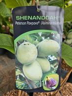 Shenandoah Peterson Pawpaw / Asimina triloba / eetbaar, Ophalen, Volle zon