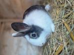 Lief mooi (dwerg)rammetje 15weken, Dieren en Toebehoren, Konijnen, Mannelijk, Dwerg
