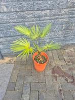 Palmpje - Trachycarpus Fortunei, Ophalen of Verzenden