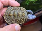 Malaclemys terrapin centrata 0.0.4  (diamantrugschildpad), Dieren en Toebehoren, Reptielen en Amfibieën, Schildpad, Tam, 0 tot 2 jaar