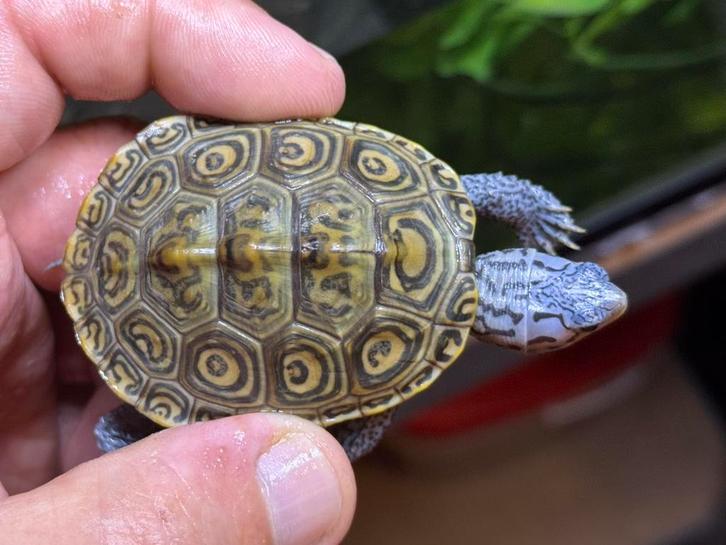 Malaclemys terrapin centrata 0.0.4  (diamantrugschildpad), Dieren en Toebehoren, Reptielen en Amfibieën, Schildpad, 0 tot 2 jaar