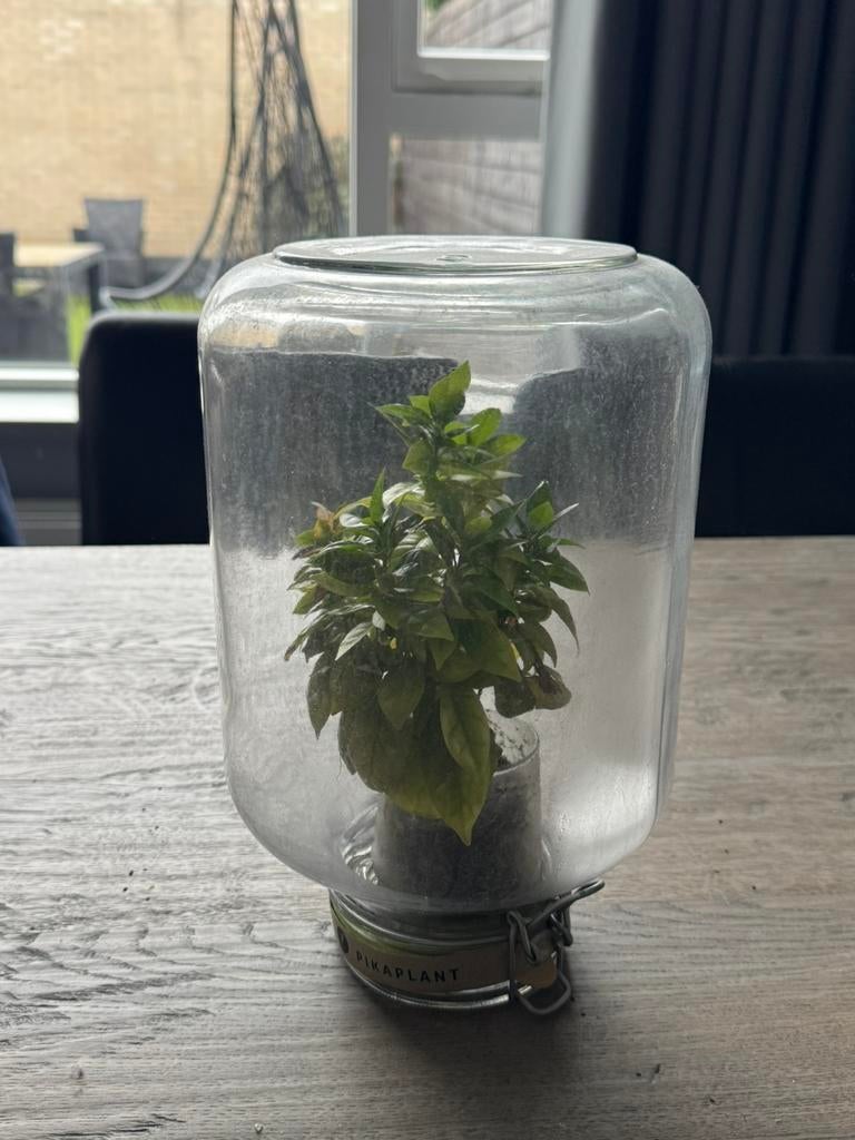 Plant in stolp, Ophalen of Verzenden, Zo goed als nieuw