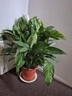 Te koop grote Lepelplant (Spathiphyllum), Huis en Inrichting, Kamerplanten, Ophalen, Overige soorten, Halfschaduw, Minder dan 100 cm