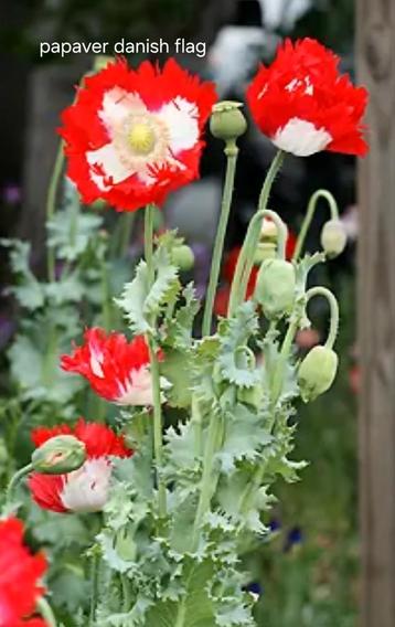 Papaver Danish flag en meer zaden  beschikbaar voor biedingen