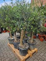 ACTIE Olijfbomen dikke stam:  90 euro pst