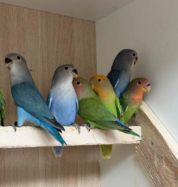 8 jongen Agapornis dwergpapegaai roseicollie om tam te maken beschikbaar voor biedingen