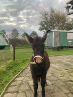 Muildier merrie, Merrie, A pony (tot 1.17m), 0 tot 2 jaar