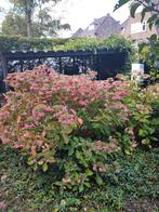 Grote Hortensia's te koop! Gereserveerd, Tuin en Terras, Planten | Tuinplanten, Ophalen of Verzenden, Overige soorten, Halfschaduw