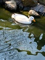 Koppel witte kwakertjes, Dieren en Toebehoren, Meerdere dieren, Eend