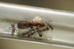 Camponotus nicobarensis, Mieren