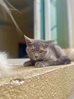 Katten ter adoptie aangeboden, Kater, Gechipt
