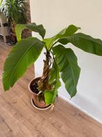 Verschillende planten, Ophalen