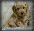 Labradoodle medium pups reutjes., Nederland, 8 tot 15 weken, CDV (hondenziekte), Meerdere