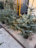 Blauw sparren in pot hoog 125cm milieu vriendelijk 19,95 pst, Tuin en Terras, Bloeit niet, Halfschaduw, Overige soorten, 100 tot 250 cm
