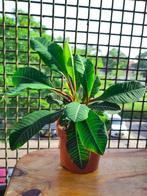 Biologische Madagascar Jewel -  makkelijke kamerplanten, Ophalen, Overige soorten, In pot, Minder dan 100 cm