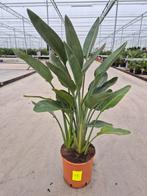 Strelitzia reginae, Tuin en Terras, Ophalen of Verzenden, Overige soorten, Volle zon