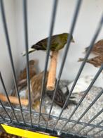 Vogels kanaries, Dieren en Toebehoren, Vogels | Overige Vogels, Mannelijk