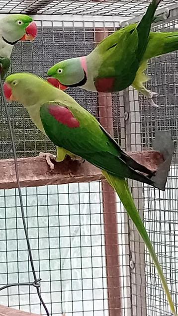 2 koppels grote alexanders (Nepalensis) beschikbaar voor biedingen