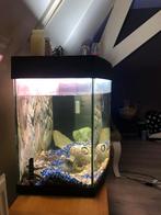 Mooie juwel aquarium met orginele kast en buiten pomp, Dieren en Toebehoren, Vissen | Aquaria en Toebehoren, Ophalen, Gebruikt