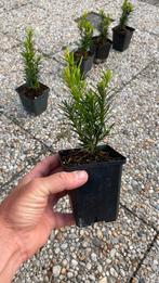 Taxus baccata, Tuin en Terras, Planten | Struiken en Hagen, Ophalen, Taxus