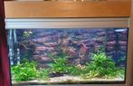Aquarium aquatlantis te koop, Ophalen of Verzenden, Gebruikt, Gevuld zoetwateraquarium
