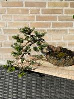 Bonsai Abies koreana, Tuin en Terras, Planten | Bomen, Ophalen of Verzenden