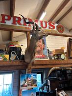 Opgezette Kudu - Prachtig Decoratiestuk, Ophalen of Verzenden