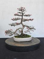 Cotoneaster bonsai met mooie verfijnde vertakking, Tuin en Terras, Ophalen, Bloeit niet, Halfschaduw, Overige soorten