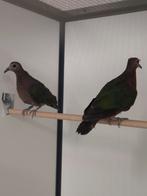 0-2 Groenvleugel duiven, Meerdere dieren, Overige soorten