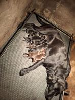 Labrador retriever pups met stamboom, Dieren en Toebehoren, Honden | Retrievers, Spaniëls en Waterhonden, CDV (hondenziekte), 8 tot 15 weken