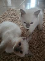Ragdoll, Dieren en Toebehoren, Meerdere dieren