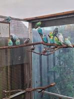 18 grasparkieten te koop., Dieren en Toebehoren, Vogels | Parkieten en Papegaaien, Meerdere dieren, Parkiet