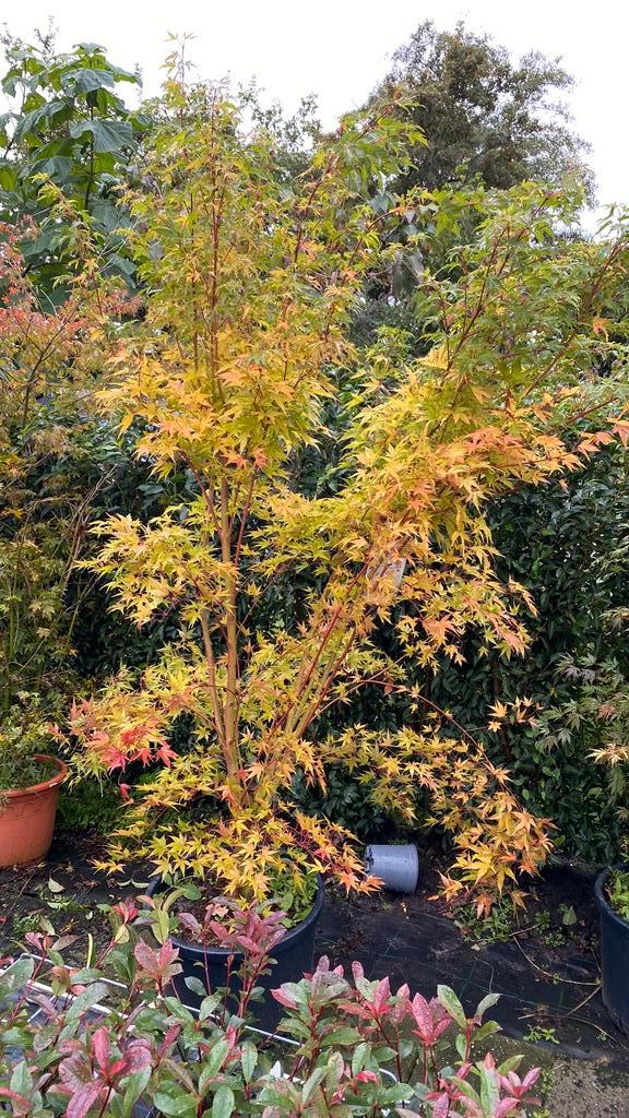 Japanse esdoorn ‘ sangokaku’ nu €145, Tuin en Terras, Planten | Bomen, Overige soorten, Halfschaduw, Bloeit niet, Ophalen