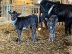 Dahomey runderen aangeboden, Dieren en Toebehoren, Meerdere dieren