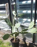 Cactus, Volle zon, Vaste plant, Zomer, Ophalen