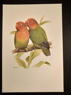 Fischerie Agepornis, Verzenden, 1980 tot heden, Zo goed als nieuw, Dier